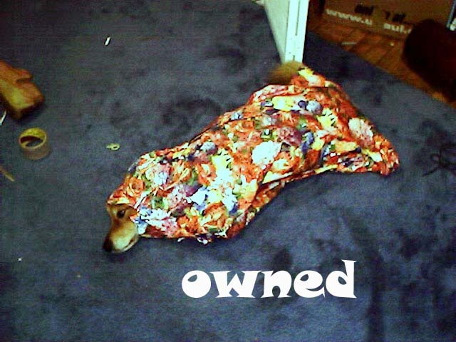 http://ribfeast.no-ip.com/owned/owneddog.jpg